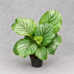 青蘋果竹芋｜商品原相背景重製