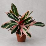彩虹竹芋｜商品原相背景重製