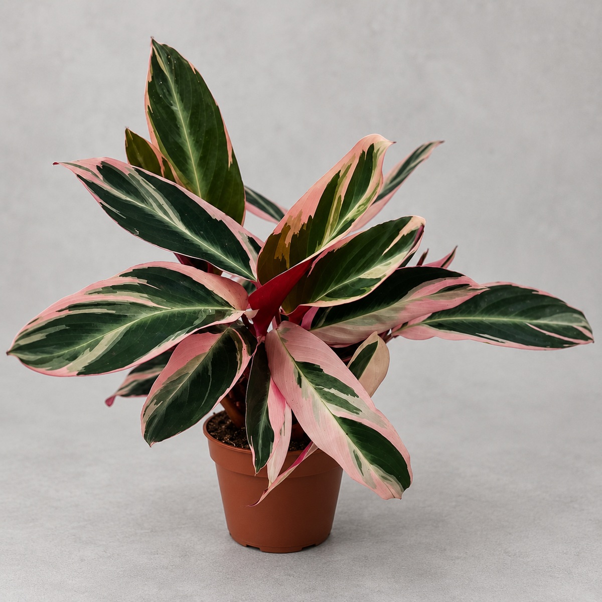 plantjai-calathea-triostar-cover-renewal-20261005 彩虹竹芋|商品原相背景重製