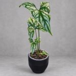 非洲鬼面鞭藤芋｜商品原相背景重製