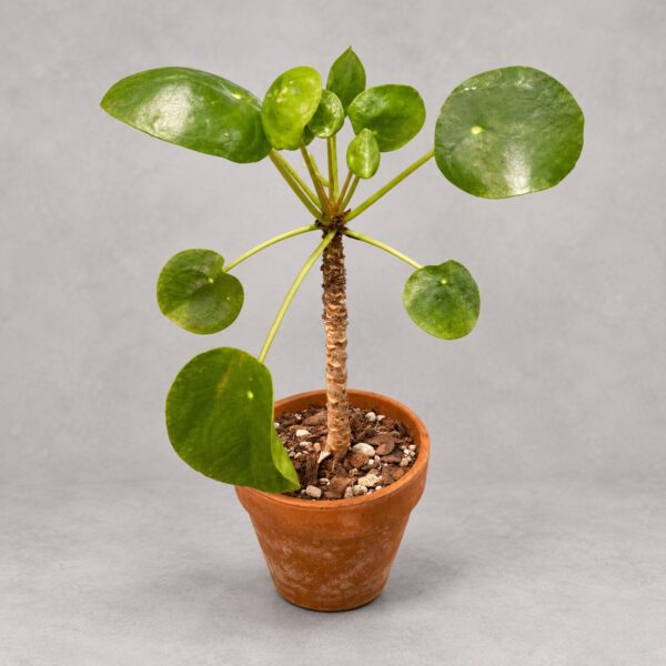 Chinese Money Plant（Pilea peperomioides）— 植仔 Plantjai 香港觀葉植物