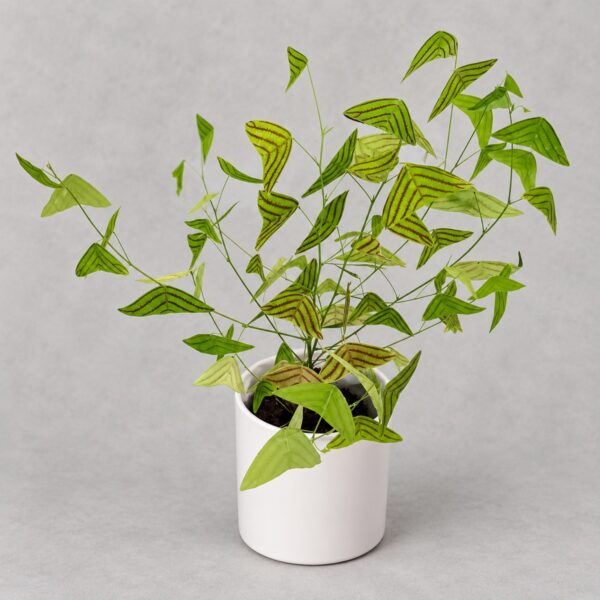 Christia Obcordata