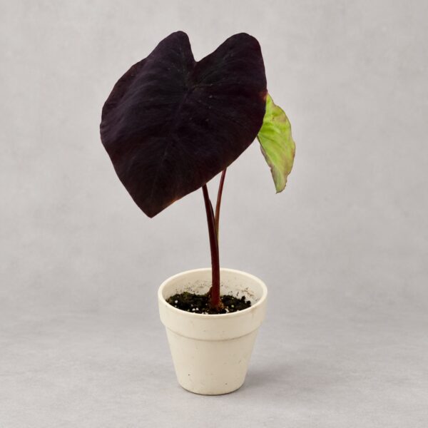 Colocasia Black Magic