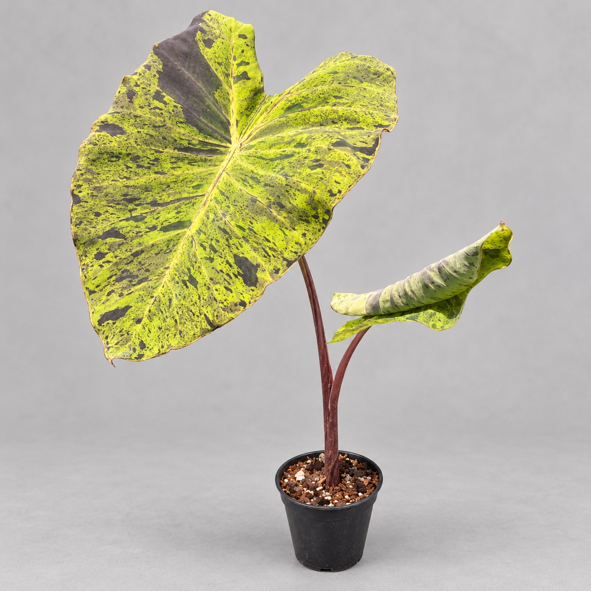 plantjai-colocasia-mojito-cover-renewal-20261005 莫吉托海芋|商品原相背景重製