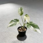 麒麟尾錦 Epipremnum Pinnatum Albo｜示意圖 representative image