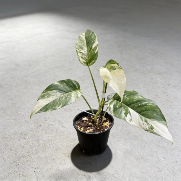 Epipremnum pinnatum albo variegata — 植仔 Plantjai 香港觀葉植物
