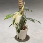 白錦麒麟尾 Epipremnum Pinnatum Albo Variegata｜示意圖 representative image