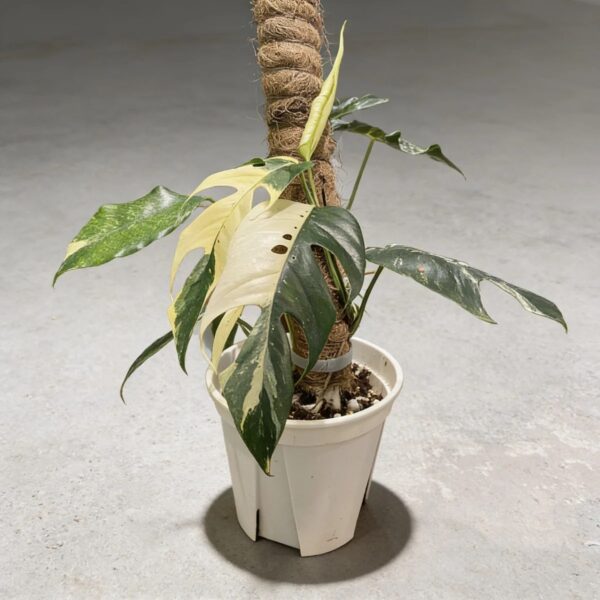 Epipremnum pinnatum albo-variegata — 植仔 Plantjai 香港觀葉植物
