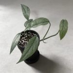 宿霧藍麒麟尾 Epipremnum Pinnatum Cebublue｜示意圖 representative image