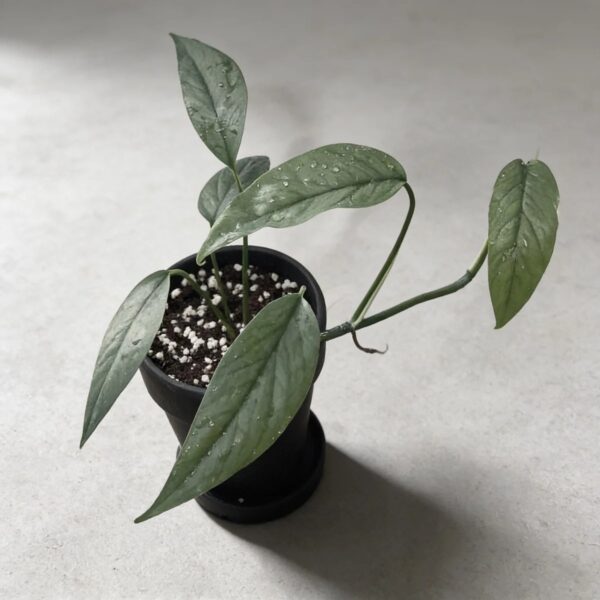 Epipremnum pinnatum 'Cebu Blue' — 植仔 Plantjai 香港觀葉植物