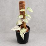 Epipremnum pinnatum mint variegata｜商品原相背景重製
