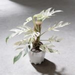 薄荷麒麟尾錦 Epipremnum Pinnatum Variegated Xl｜示意圖 representative image