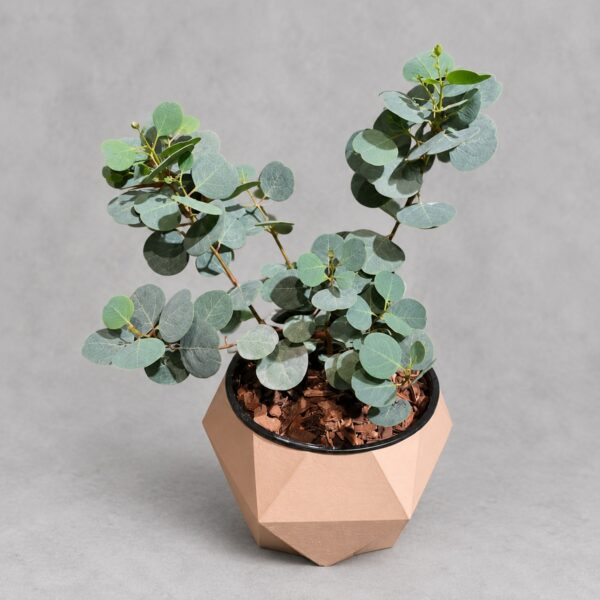 Euculyptus 'Silver Dollar'