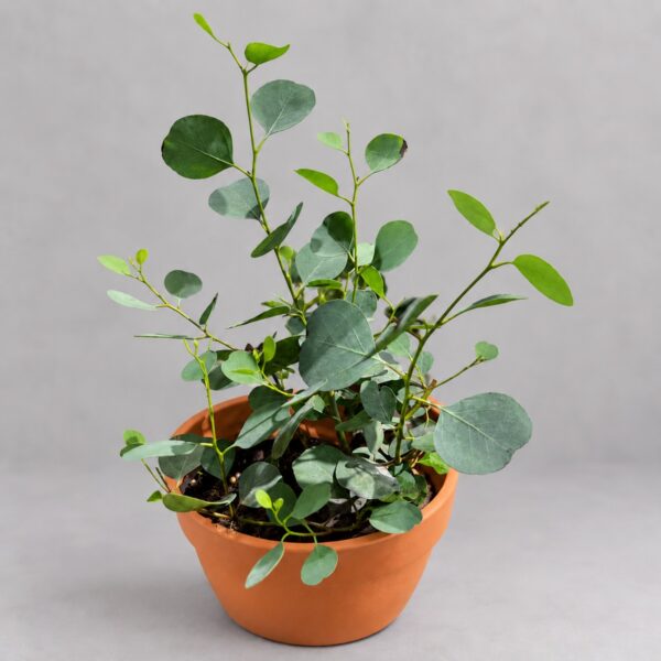 Eucalyptus Silver Dollar