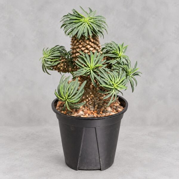 Euphorbia bupleurifolia — 植仔 Plantjai 香港觀葉植物