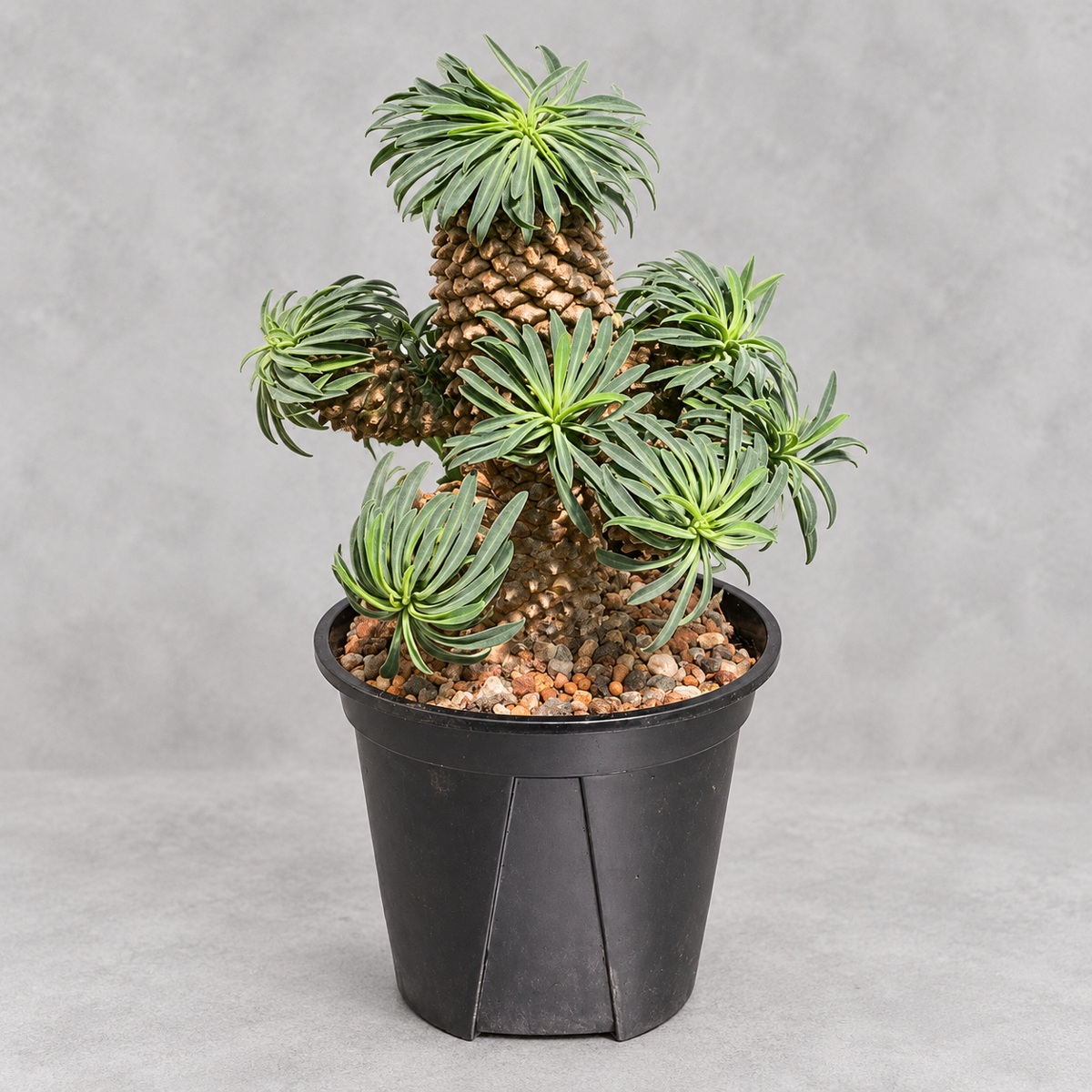 plantjai-euphorbia-bupleurifolia-cover-repair-20261005 鐵甲麒麟|植物原圖背景重製