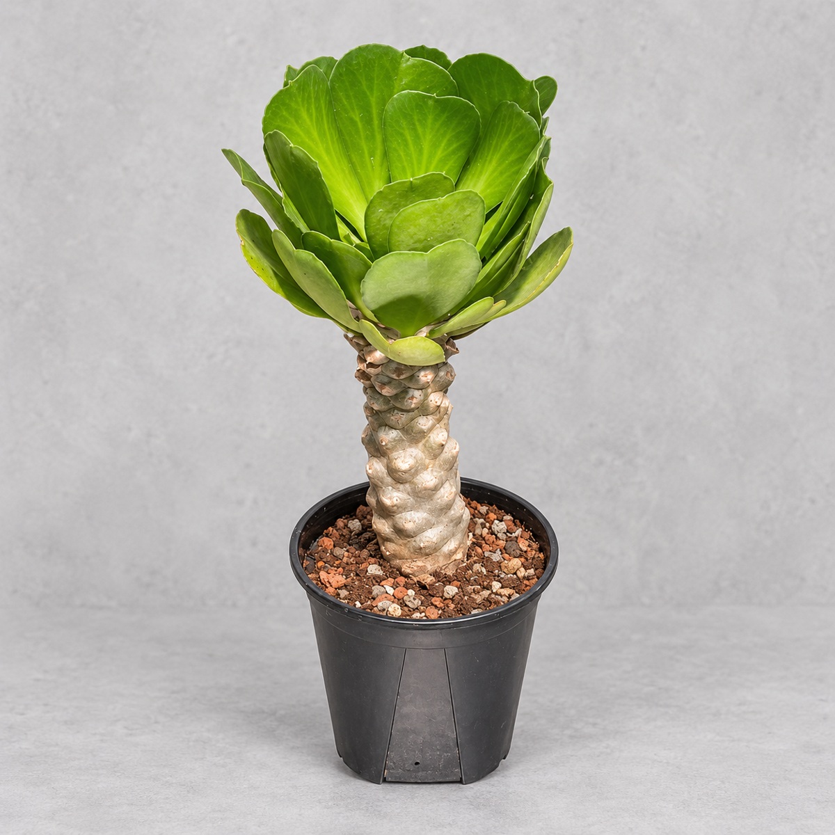 plantjai-euphorbia-poissonii-cover-repair-20261005 貝信麒麟|植物原圖背景重製
