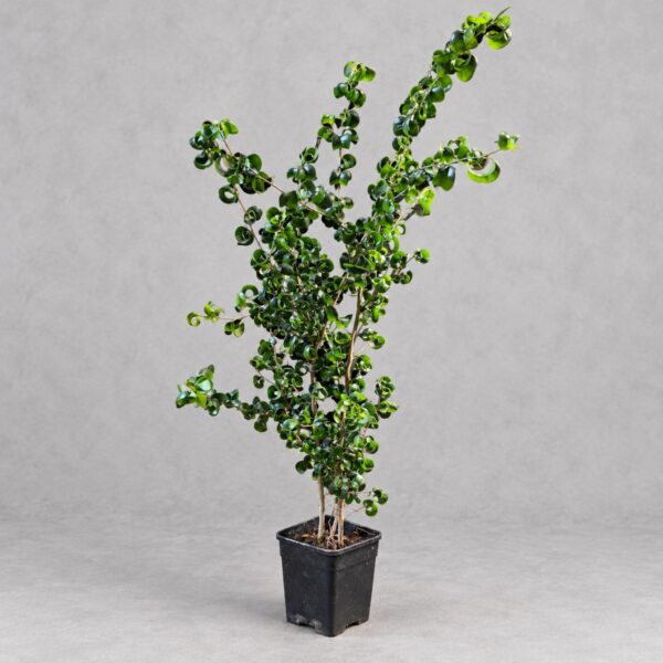 Ficus benjamina 'Barok' — 植仔 Plantjai 香港觀葉植物