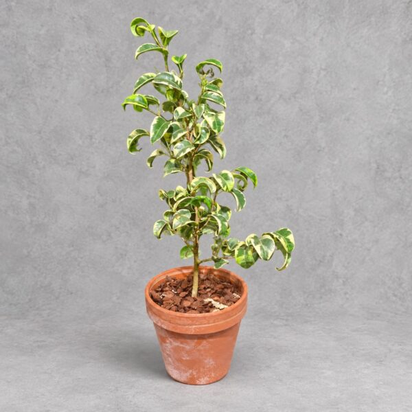 Ficus benjamina barok variegated — 植仔 Plantjai 香港觀葉植物