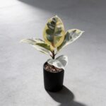 斑葉印度榕 Ficus Elastica Shivereana｜示意圖 representative image