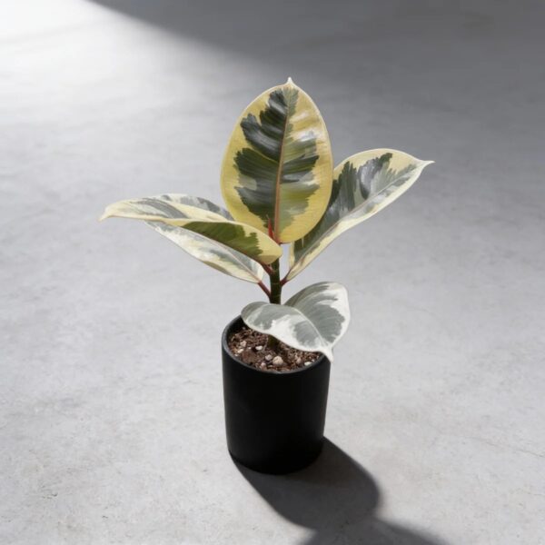 Ficus elastica variegata — 植仔 Plantjai 香港觀葉植物
