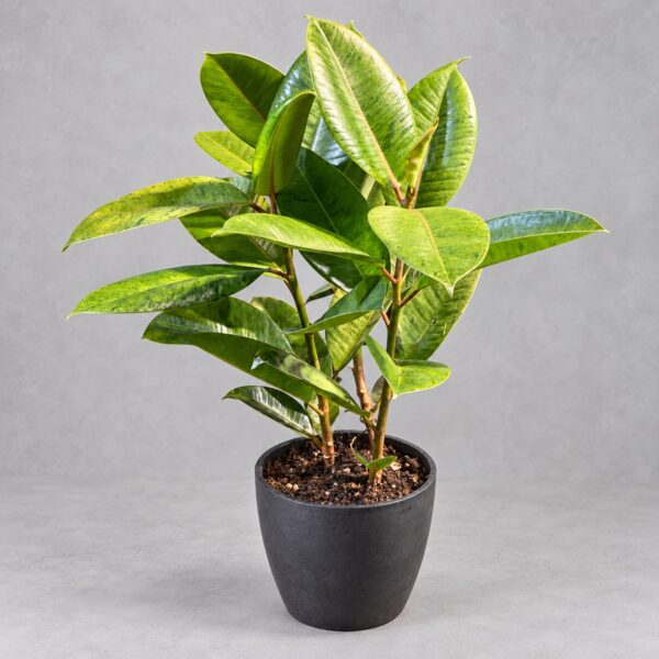 Ficus elastica 'Shivereana' — 植仔 Plantjai 香港觀葉植物