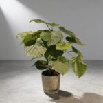 愛心榕 Ficus Umbellata｜示意圖 representative image