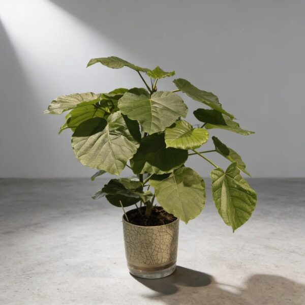 Ficus umbellata — 植仔 Plantjai 香港觀葉植物