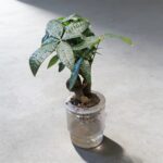 馬拉巴粟發財樹 Guiana Chestnuts｜示意圖 representative image