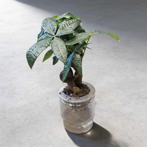 Guiana Chestnuts