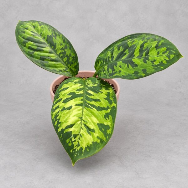 Homalomela wallisii 'Camouflage' — 植仔 Plantjai 香港觀葉植物