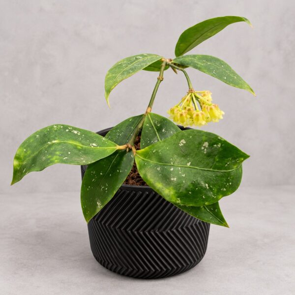 Hoya Amicabilis — 植仔 Plantjai 香港觀葉植物