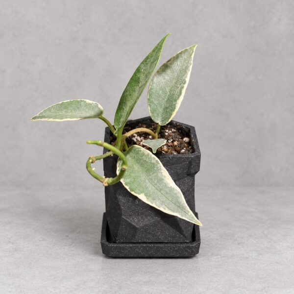 Hoya archboldiana albomarginata — 植仔 Plantjai 香港觀葉植物