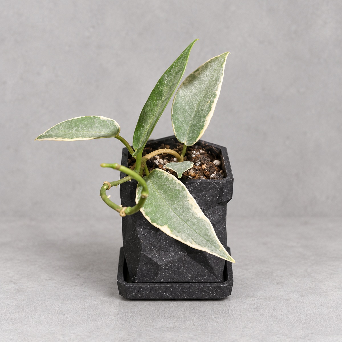 plantjai-hoya-archboldiana-albomarginata-cover-repair-20261005 鈴鐺外錦毬蘭|植物原圖背景重製