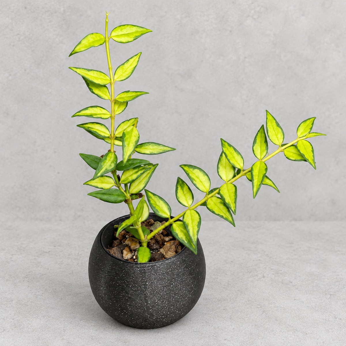 plantjai-hoya-bella-variegata-cover-repair-20261005 貝拉內錦毬蘭|植物原圖背景重製