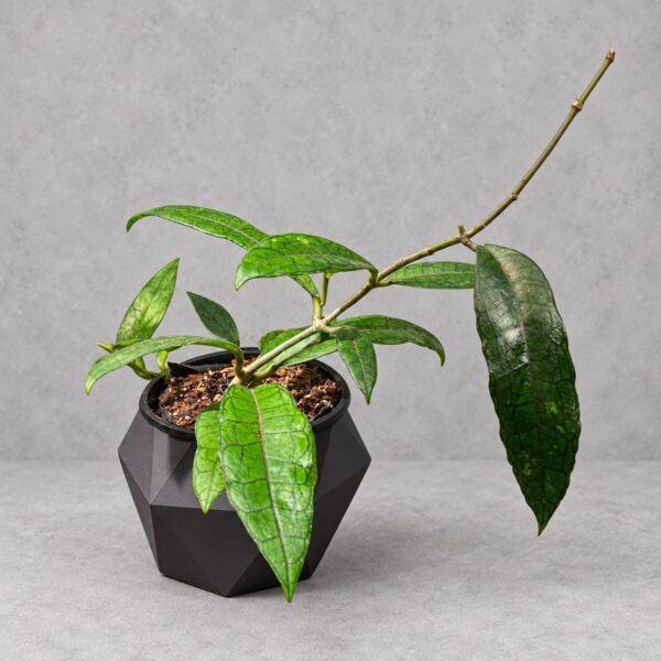 Hoya callistophylla ssp. long leaf — 植仔 Plantjai 香港觀葉植物