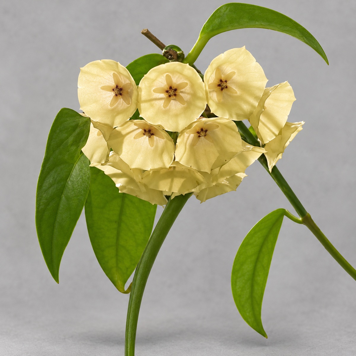 plantjai-hoya-campanulata-cover-renewal-20261005 高斑康鵬娜毬蘭|商品原相背景重製