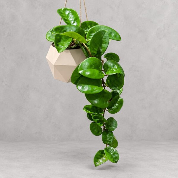 Hoya carnosa Clinton — 植仔 Plantjai 香港觀葉植物