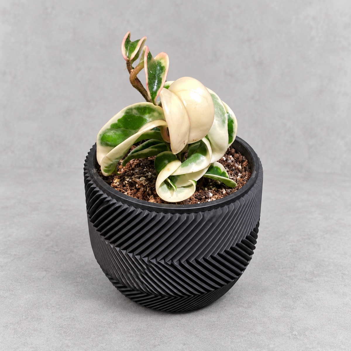 plantjai-hoya-carnosa-ssp-marianna-cover-renewal-20261005 瑪麗安娜毬蘭|商品原相背景重製
