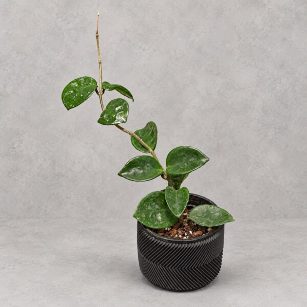 Hoya chelsea — 植仔 Plantjai 香港觀葉植物
