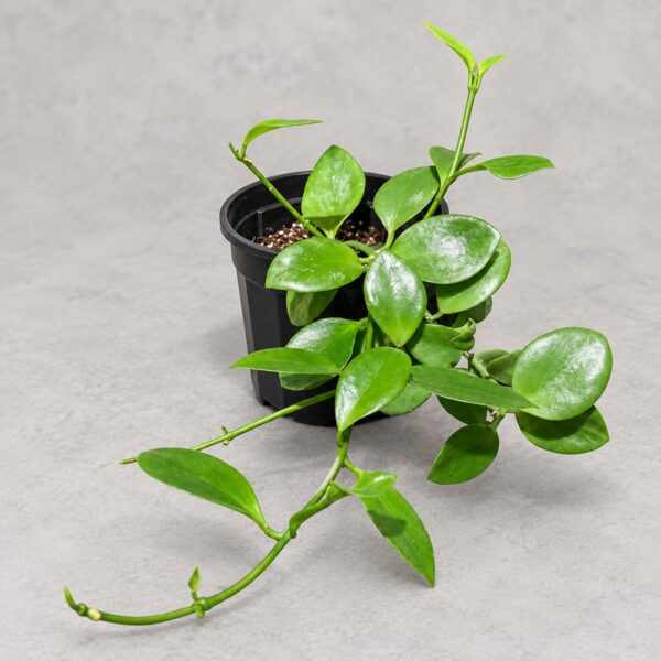 Hoya collina biakensis — 植仔 Plantjai 香港觀葉植物