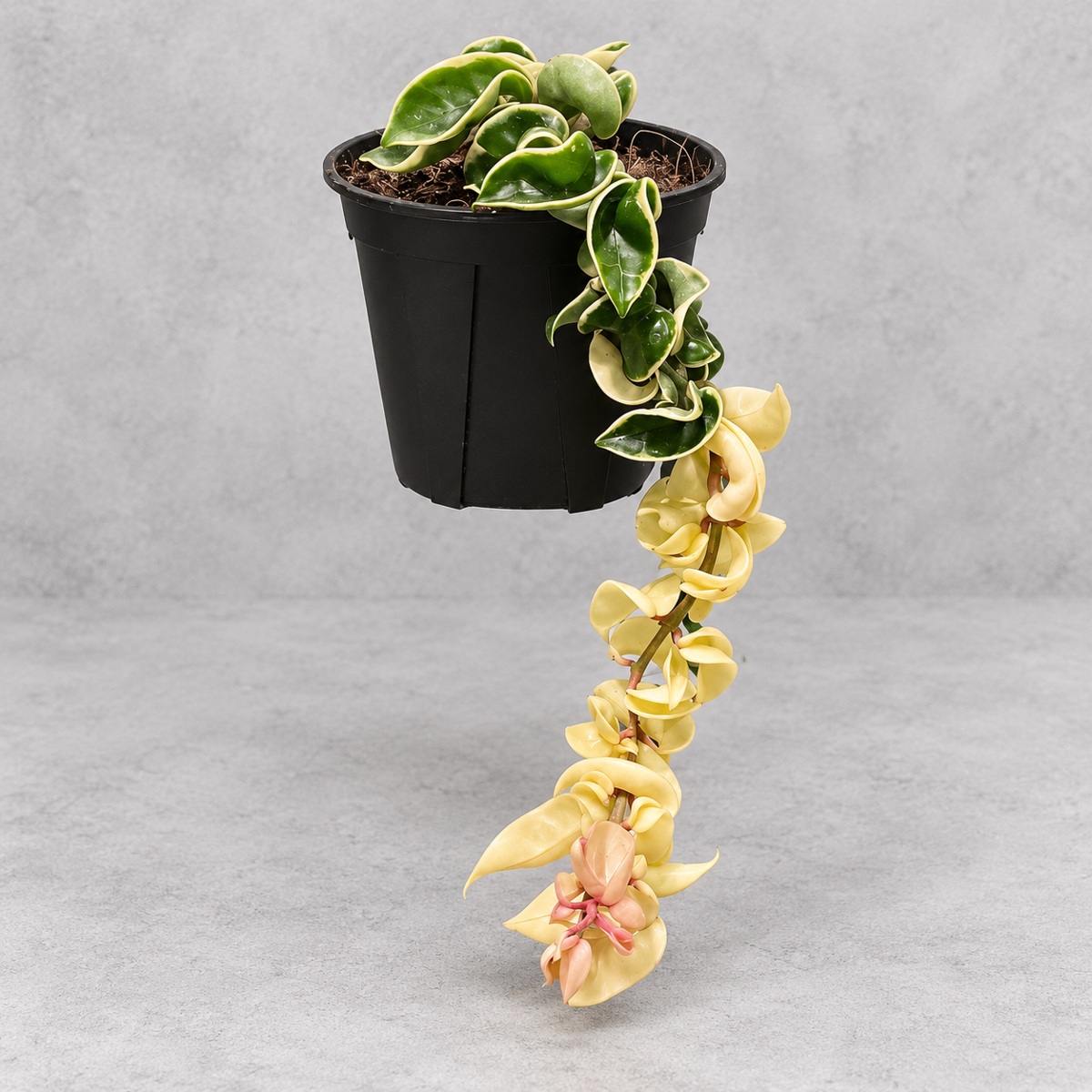 plantjai-hoya-compacta-albomarginata-cover-repair-20261005 捲葉外錦毬蘭|植物原圖背景重製