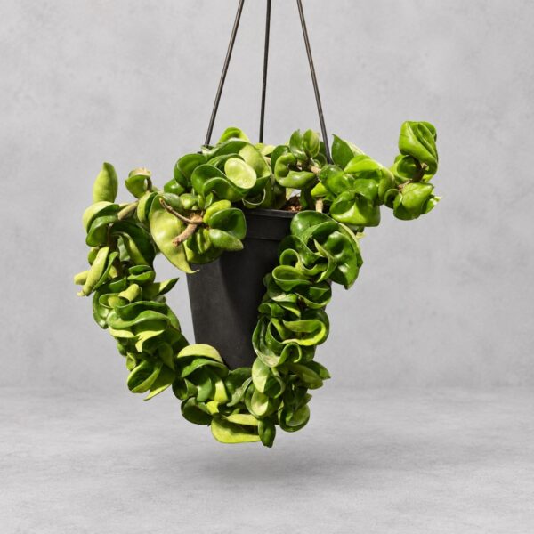 Hoya compacta — 植仔 Plantjai 香港觀葉植物