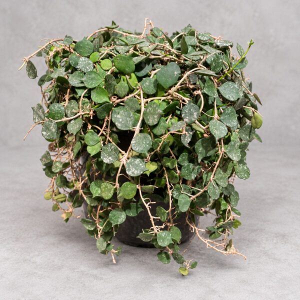 Hoya curtisii — 植仔 Plantjai 香港觀葉植物