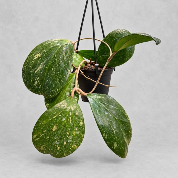 Hoya cv. 'Michelle' — 植仔 Plantjai 香港觀葉植物