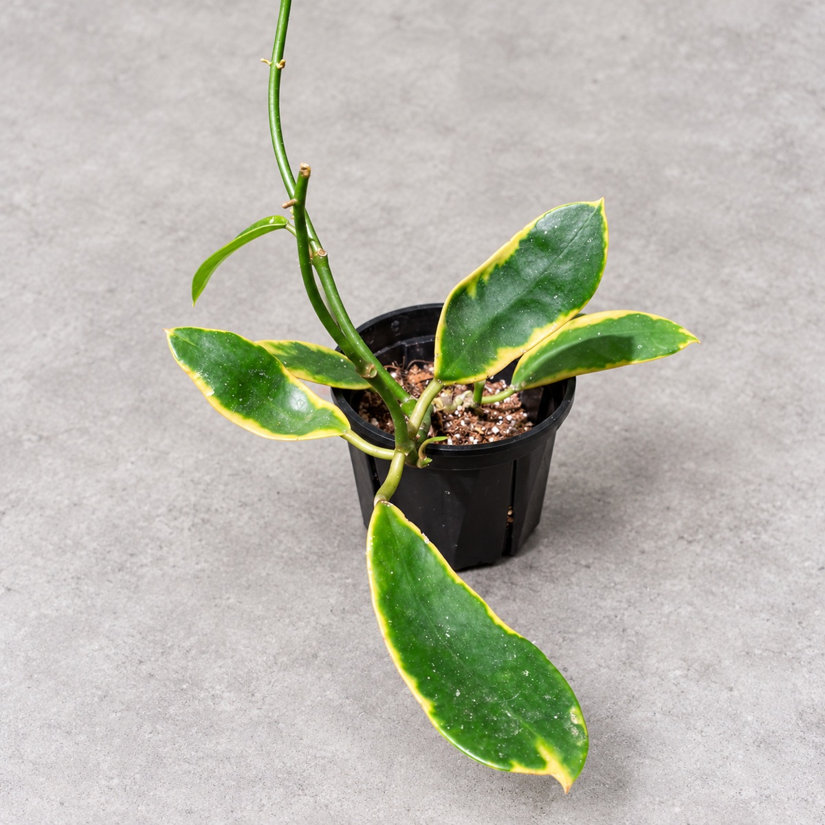 plantjai-hoya-diversifolia-albomarginata-cover-renewal-20261005 異葉外錦毬蘭|商品原相背景重製