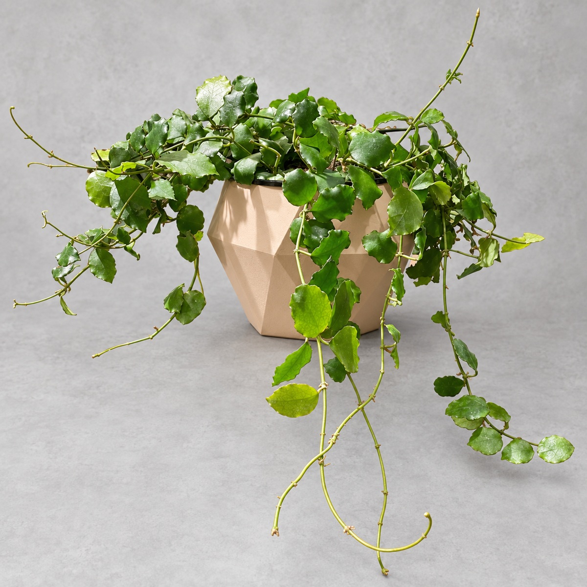 plantjai-hoya-endauensis-cover-renewal-20261005 安達毬蘭|商品原相背景重製