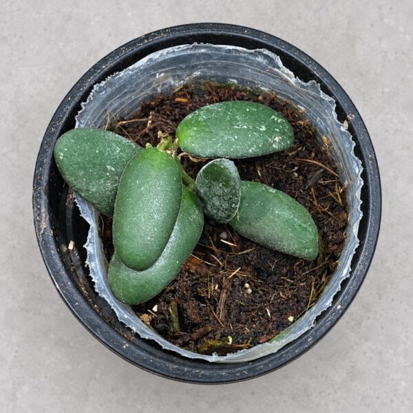 Hoya GPS7240 — 植仔 Plantjai 香港觀葉植物