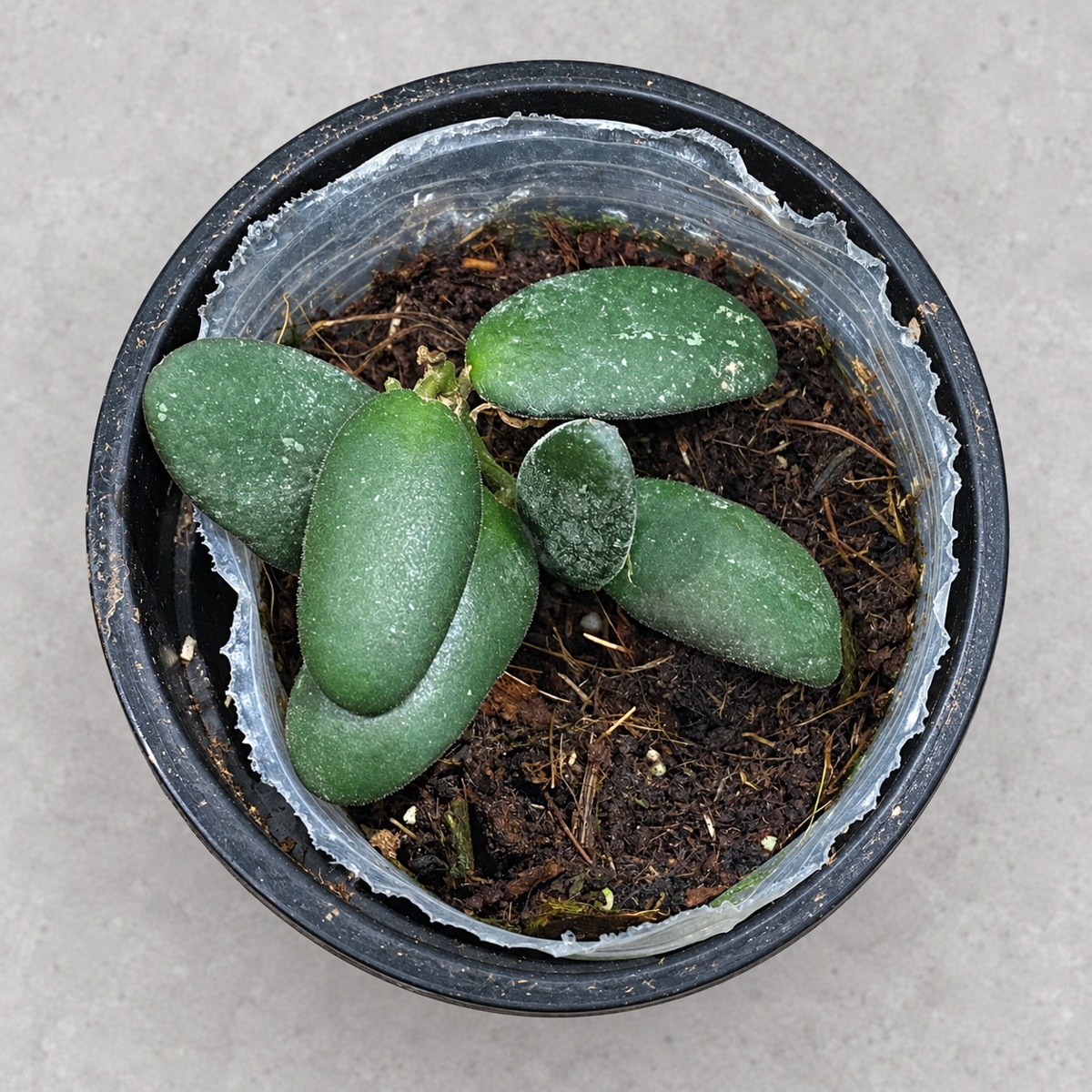 plantjai-hoya-gps7240-cover-renewal-20261005 玉扣毬蘭|商品原相背景重製