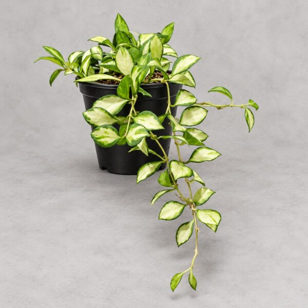 Hoya Heuschkeliana Variegata — 植仔 Plantjai 香港觀葉植物